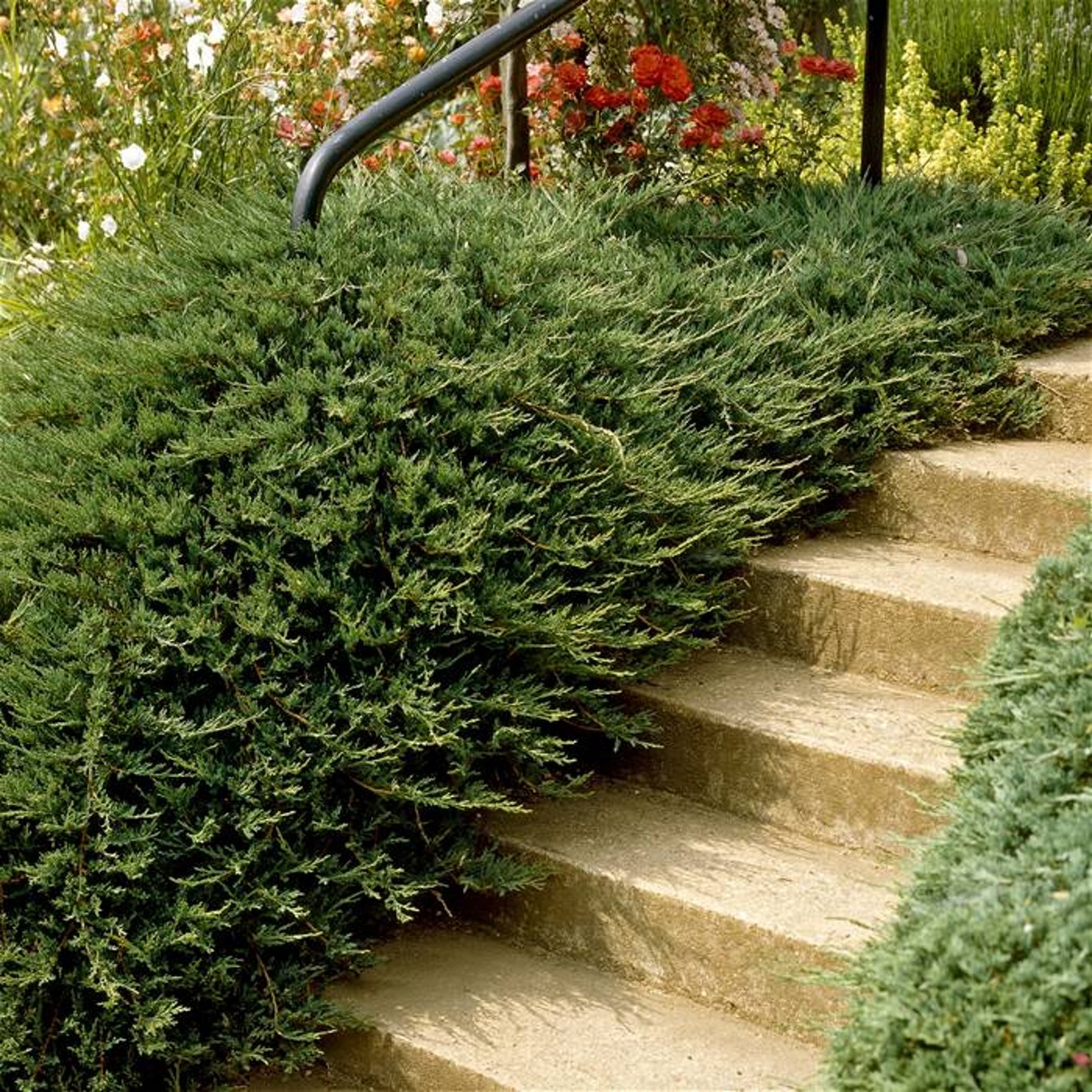 Juniperus h. 'Prince of Wales' - C3 30-40 CM